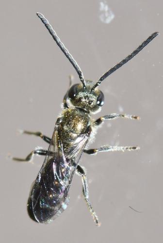 Réf. 362 078 : Lasioglossum morio
